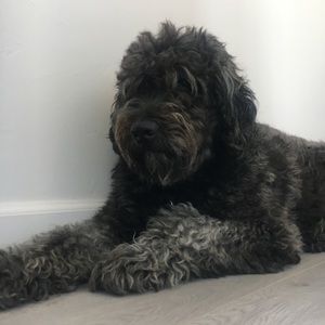 Meet your Posher, Bailey